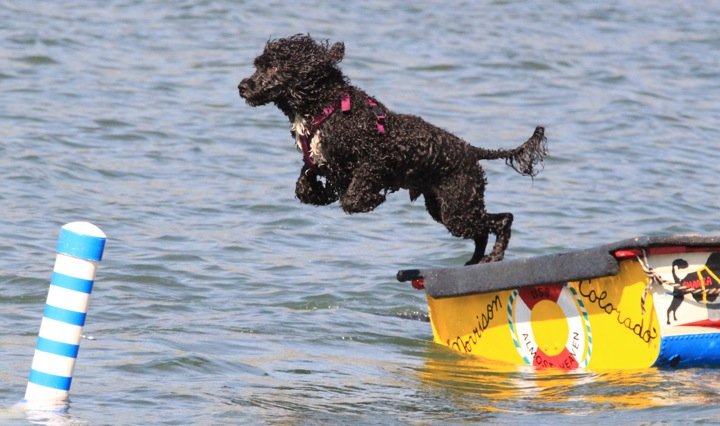 black dog jumping off of a dock in the water