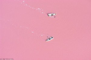 people harvesting salt from Lake Retba, the pink lake