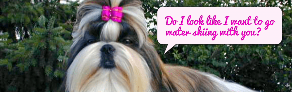 Shih Tzu asking "Do I look like I want to go water skiing with you?"