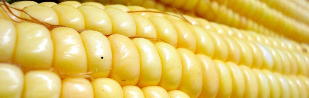 a full yellow ear of corn