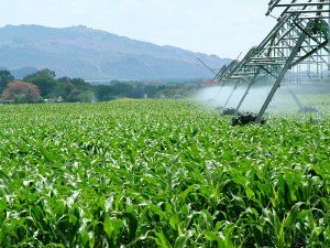 corn field being irrigated