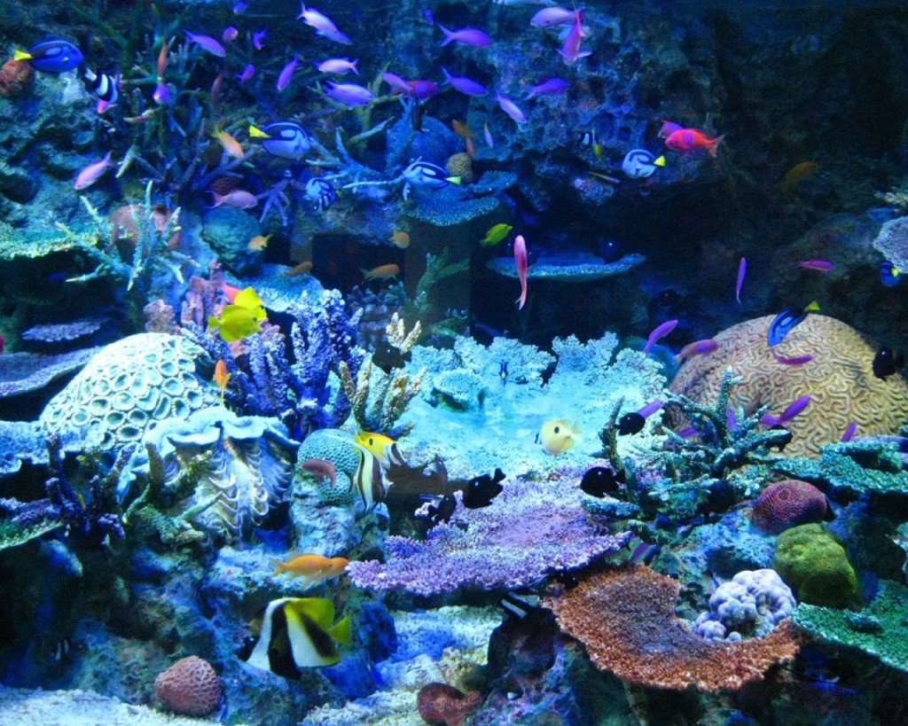 brightly colored coral reef with tropical fish swimming around