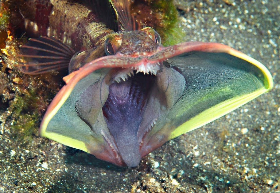 brightly colored fish called sarcastic fringehead