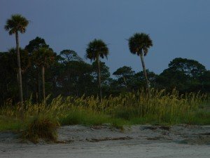 view of Hunting Island palm trees from the beach