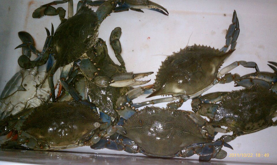 a cooler full of blue crabs