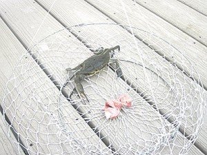 blue crab caught in a two ring net